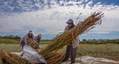 Manavgat Altın Susamı hasatla parlıyor