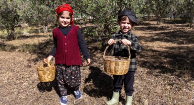Minikler zeytin hasadında