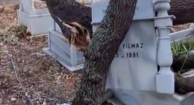 Rüzgardan dalları kırılan ağaçlar mezarlara zarar verdi