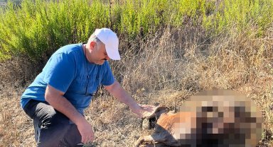 Şehir dışına çıktı, keçilerini vahşi hayvanlar parçaladı