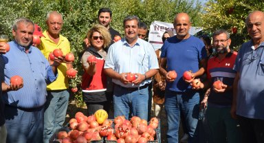 Serik'te nar hasadı başladı