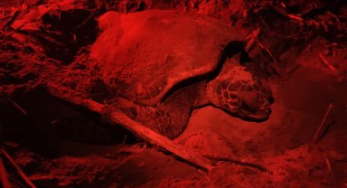 Yavru carettaları kurtaracak 'kırmızı ışık' projesi 4 otelde başladı