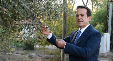 Zeytinde iklim etkisi ile rekoltede yüzde 30 kayıp