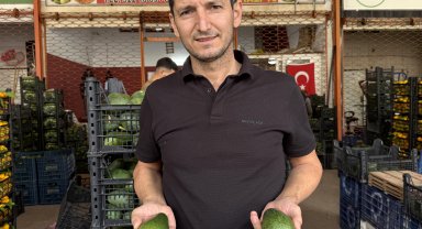 Alanya avokadosunda rekolte beklentisi 150 milyon adet