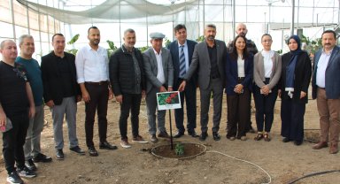 Deneme amaçlı kahve fidanı dikildi