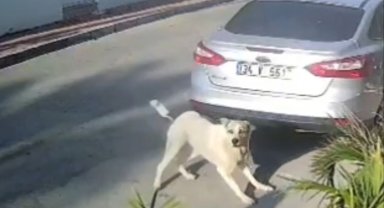 Havladığı gerekçesiyle köpeği vurup öldüren emekli polis hakkında 'yakalama' emri