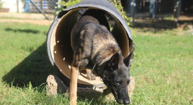 Narkotik köpeklerinin sıra dışı eğitimi; madde değil, oyuncağını arıyor