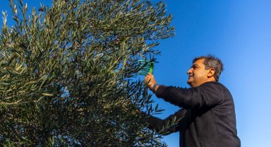 Serik'te zeytin hasadı başladı