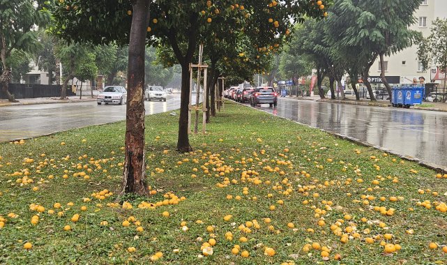 Şiddetli yağmur turunçları döktü