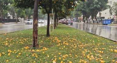 Şiddetli yağmur turunçları döktü