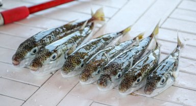 Antalya'da 'balon balığı avcıları', 1 milyon 227 bin 144 lira kazandı