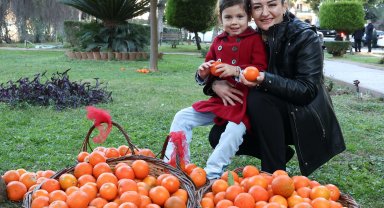 Antalya'nın turunçları Korkuteli'nden sofralara uzanıyor