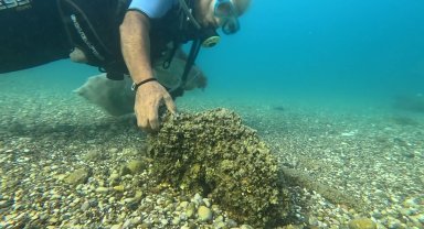 İstilacı istiridye ve midyeler, yerli deniz kestanelerinin yerini aldı