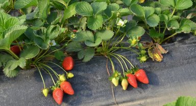 Kadriye çileğine coğrafi işaret başvurusu