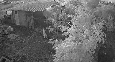 Kümese giren 6 köpek, 30 cins tavuğu öldürdü