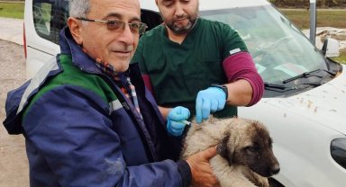 Serik'te kedi ve köpeklere çip uygulaması