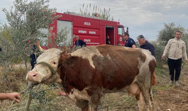 Serik'te su kanalına düşen inek kurtarıldı