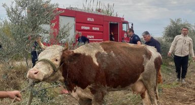 Serik'te su kanalına düşen inek kurtarıldı