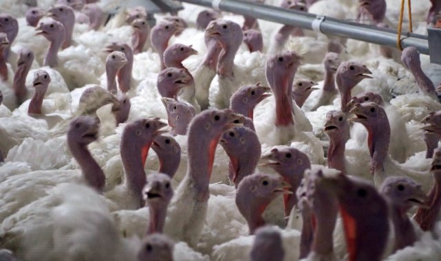 Yılbaşı hindisi 800 ile 1000 lira