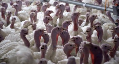 Yılbaşı hindisi 800 ile 1000 lira