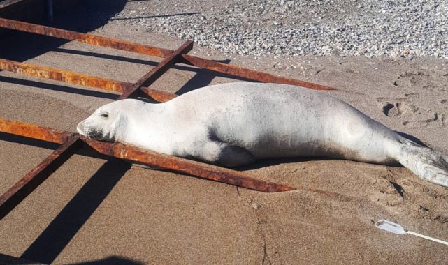 Akdeniz foku sahilde görüldü