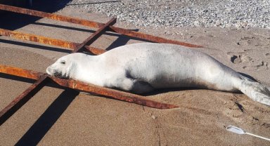 Akdeniz foku sahilde görüldü