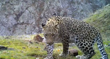 Anadolu parsına zarar vermenin cezası 45 milyon TL