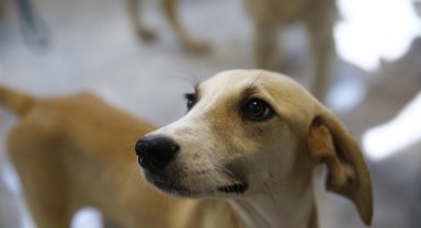 Büyükşehir'den petshop sahiplerine ücretsiz eğitim