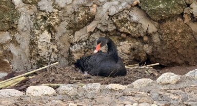 Doğanın sadık eşleri siyah kuğularda kuluçka heyecanı