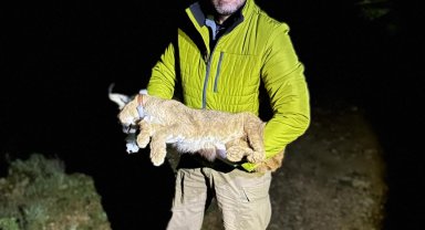 Dr. İlemin: Karakulak türünü Akdeniz ekosistemi için gösterge tür olarak tescilledik