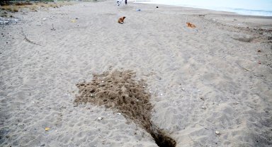 Her 10 caretta yuvasından 1'i tahrip oldu; en büyük sebep tatilcilerin bıraktığı köpekler