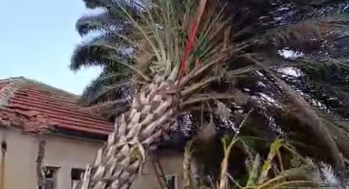 Kaş'ta fırtınadan seralar zarar gördü, ağaçlar devrildi