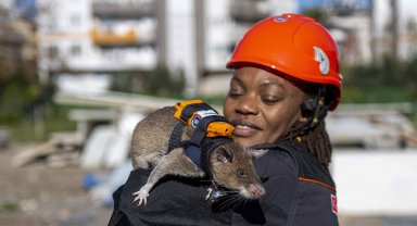 Sırt çantalı 'Kahraman fareler' enkaz altında nefes arayacak