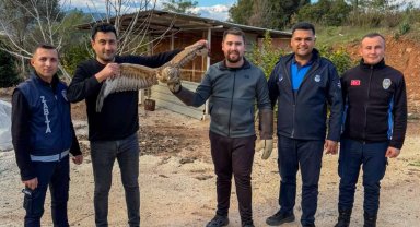 Yaralı atmaca tedavi edilerek doğaya bırakıldı