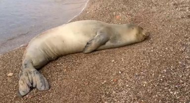 Yunanistan'dan kaçıp geldiği Antalya sahilinde dinlenen Akdeniz foku, mavi sularla buluşturuldu