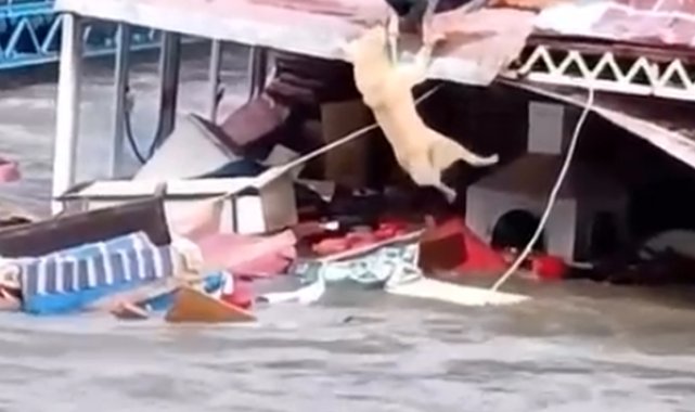 Antalya'da kuvvetli yağış 6 ilçede hasara neden oldu, mahsur kalan hayvanlar kurtarıldı