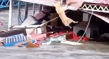 Antalya'da kuvvetli yağış 6 ilçede hasara neden oldu, mahsur kalan hayvanlar kurtarıldı