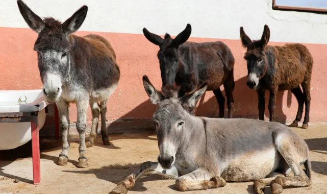 At, eşek, katır azaldı