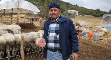 Büyükşehir Çoban Haritası Projesi ile 508 çobana destek oldu