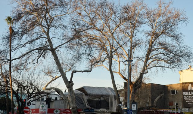 Serik'in simgesi çınarlar korumaya alındı