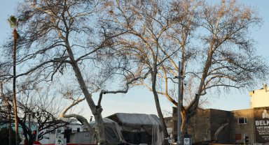 Serik'in simgesi çınarlar korumaya alındı