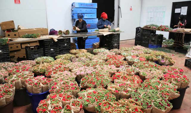 Türk çiçeğinde 160 milyon dolarlık ihracat rekoru