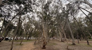 'Okaliptüs ağaçlarının hepsi köklenmeli