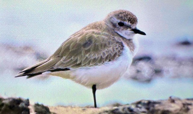 Antalya'da renkli bahar göçü; 3 günde 103 tür