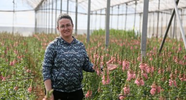 Antalya'dan Avrupa'ya yeni çiçek: Aslanağzı