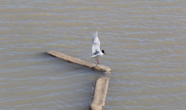 Ayağına misina dolanan martıyı itfaiye eri kurtardı