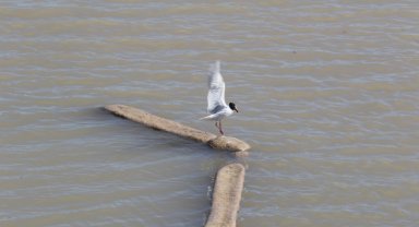 Ayağına misina dolanan martıyı itfaiye eri kurtardı