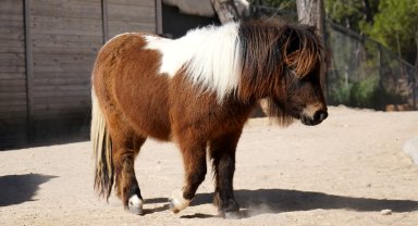 Bayramda doğan midilli 'Şeker', 1 yaşına giriyor