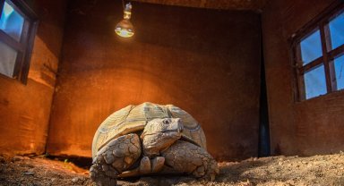 Doğal Yaşam Parkı'nın en yaşlı üyesine 'arkadaş' aranıyor