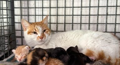 Gebe köpek öldü, yavrulara anne kedi sahip çıktı